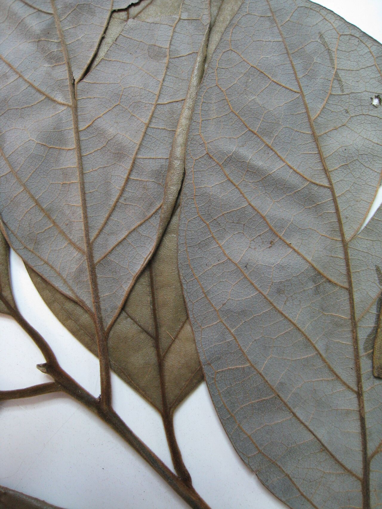 Rhodostemonodaphne revolutifolia other