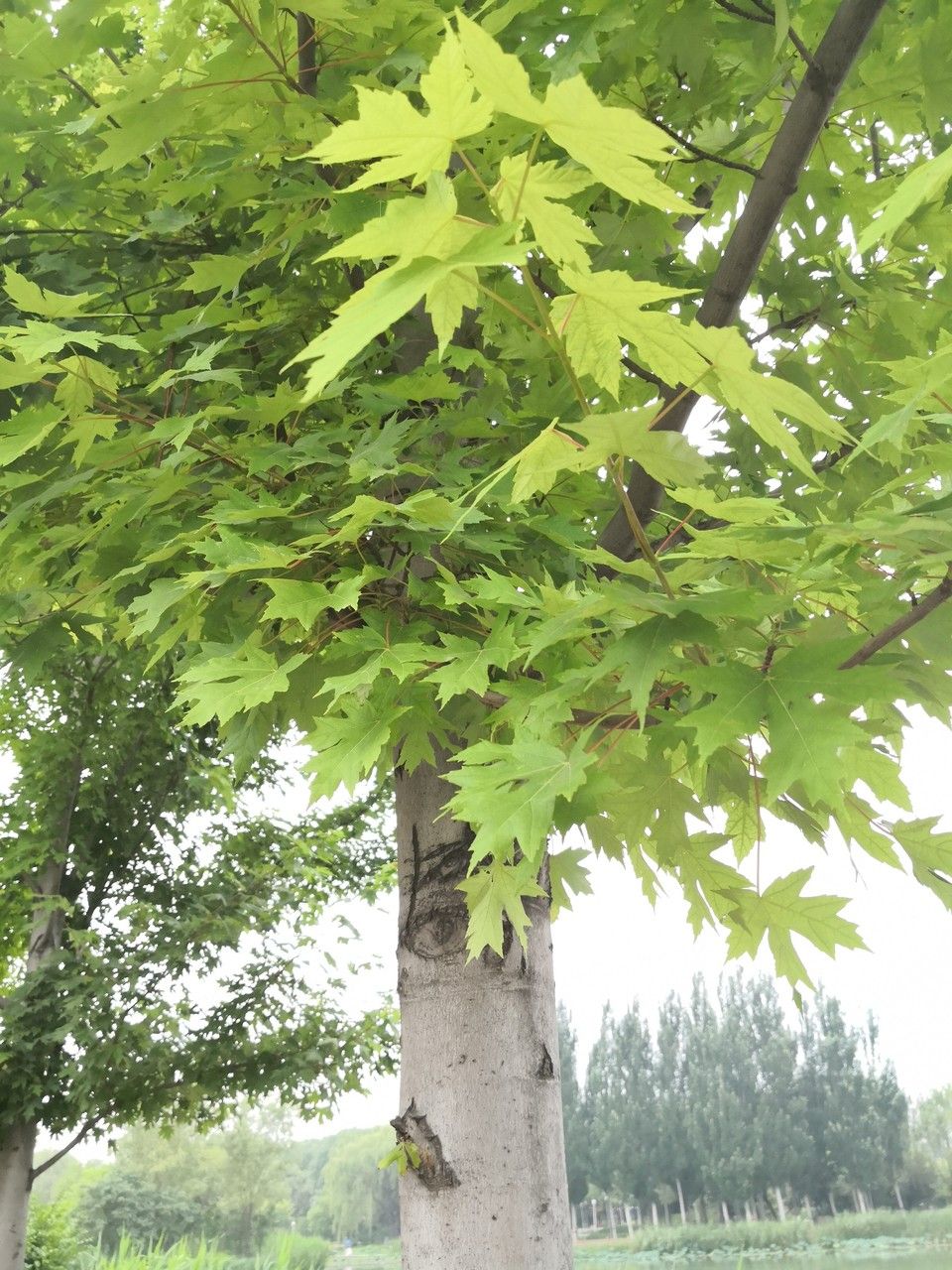 Acer × freemanii habit