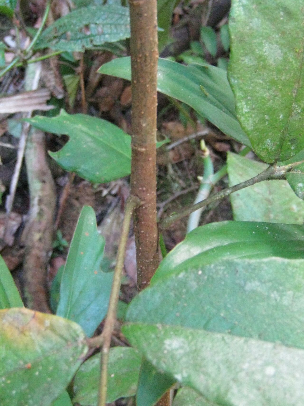 Machaerium quinata bark