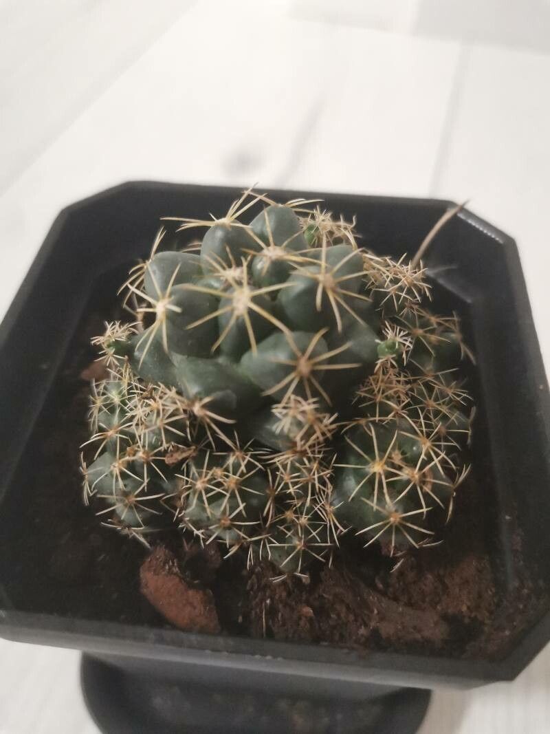 Coryphantha elephantidens leaf