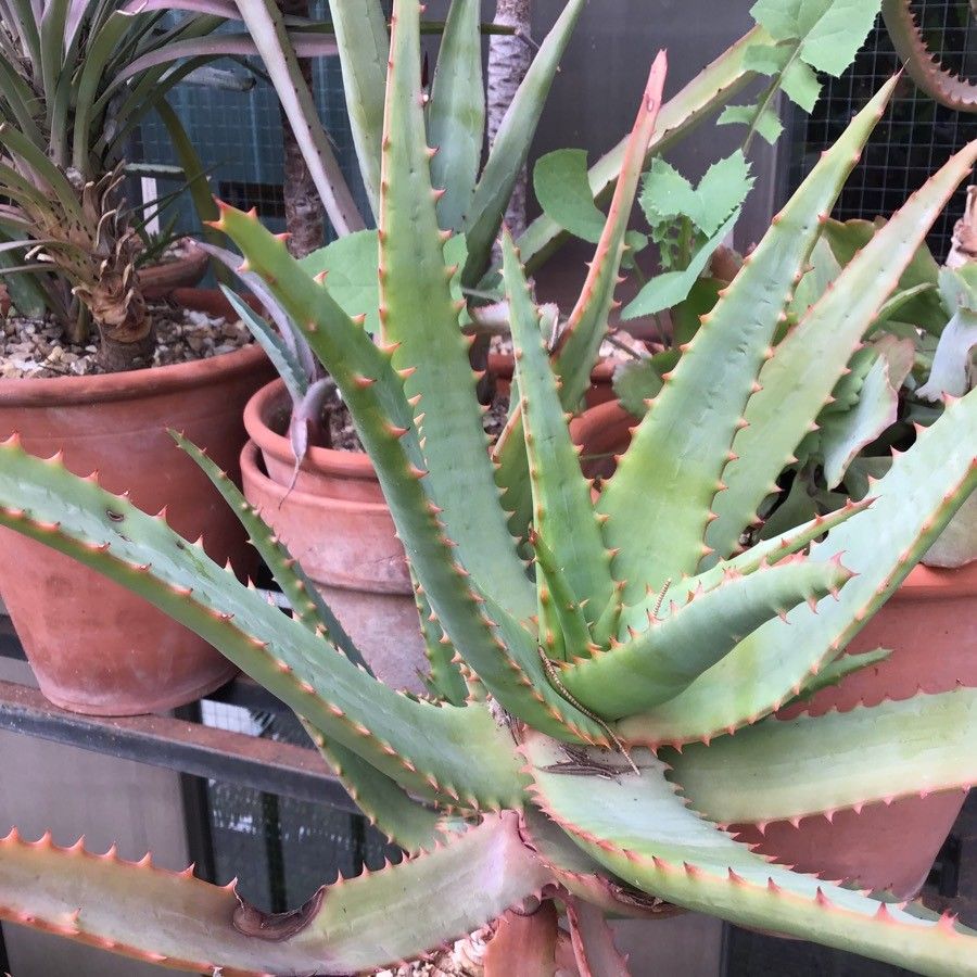 Aloe schomeri — houseplant care guide