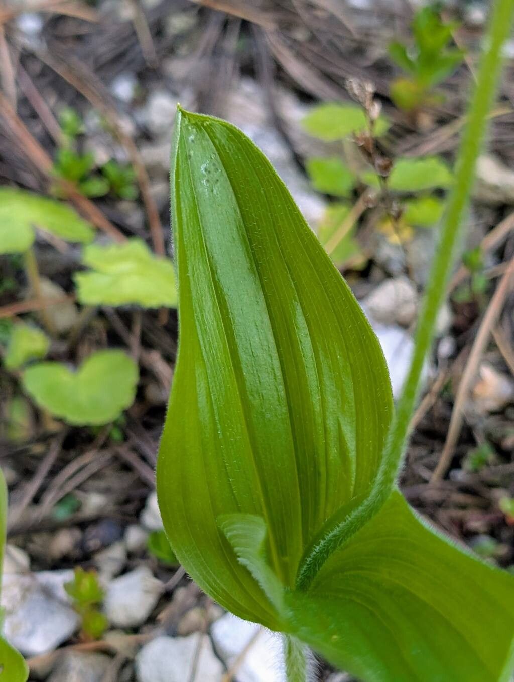 Cypripedium × alaskanum — search result for 'Cypripedium'