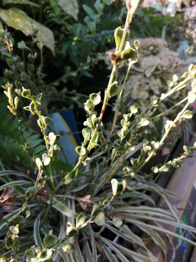 Arthropodium candidum fruit