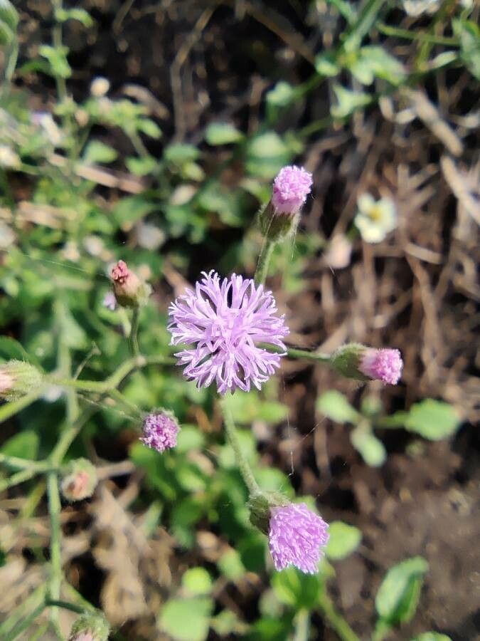 Cyanthillium cinereum flower