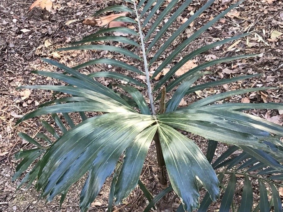 Arenga australasica — related species from the same genus