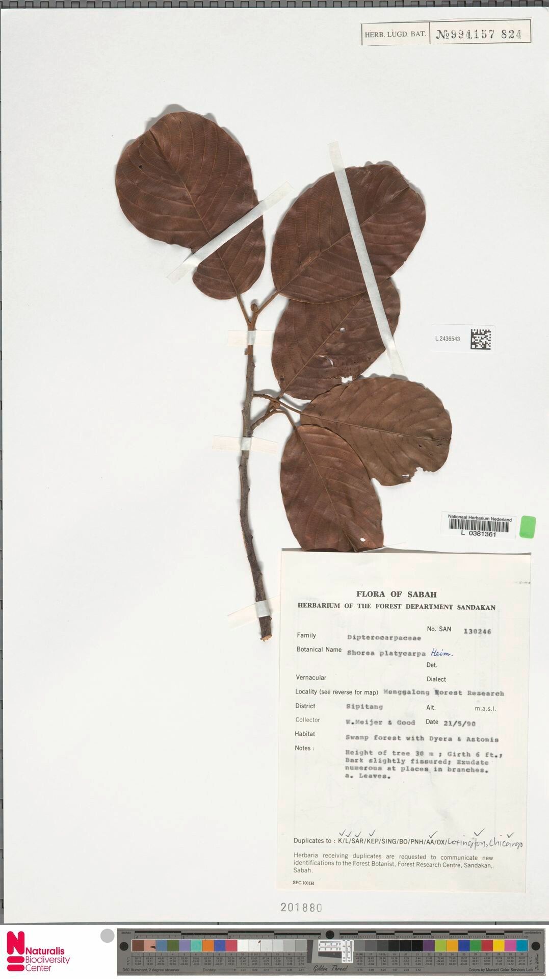 Shorea platycarpa — houseplant care guide