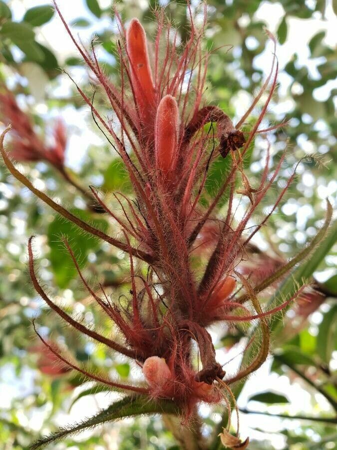 Sanchezia sanmartinensis fruit