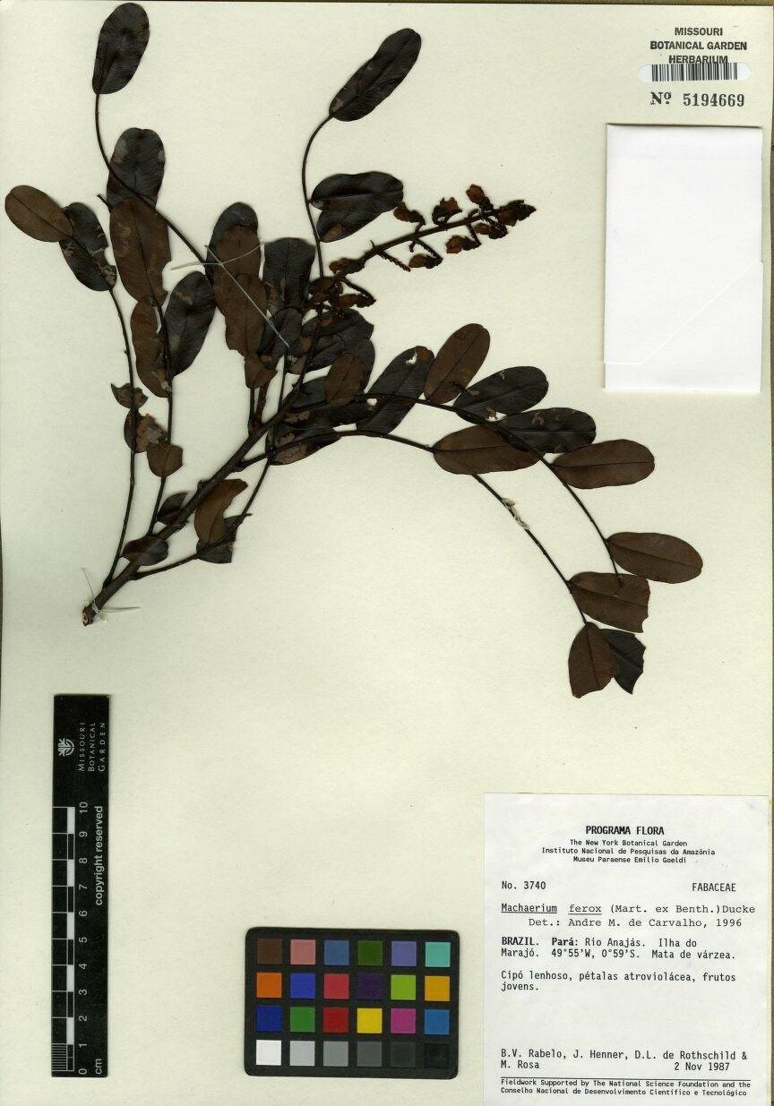 Machaerium ferox — houseplant care guide