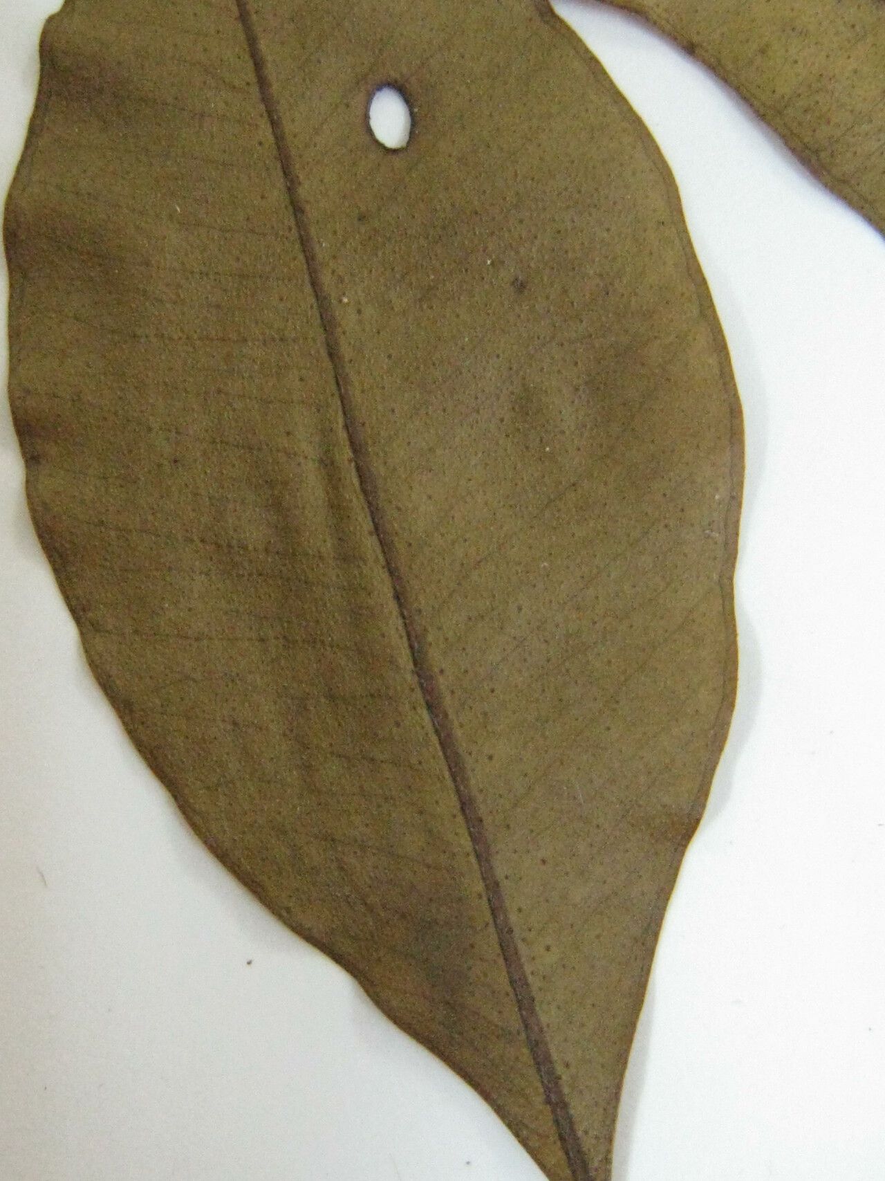 Myrciaria floribunda other