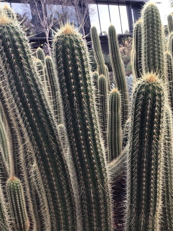 Echinopsis angelesiae