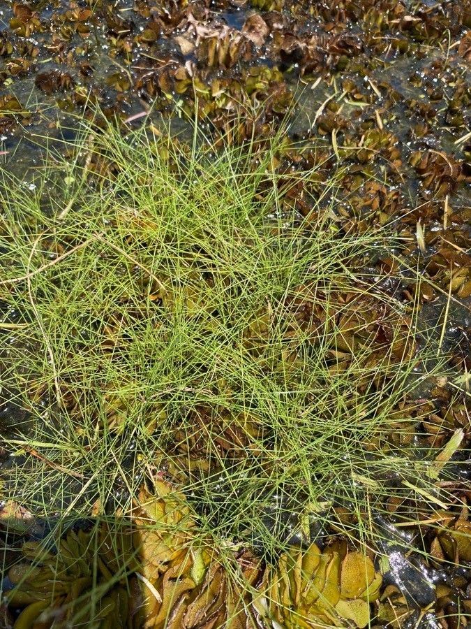 Eleocharis baldwinii — search result for 'Eleocharis'