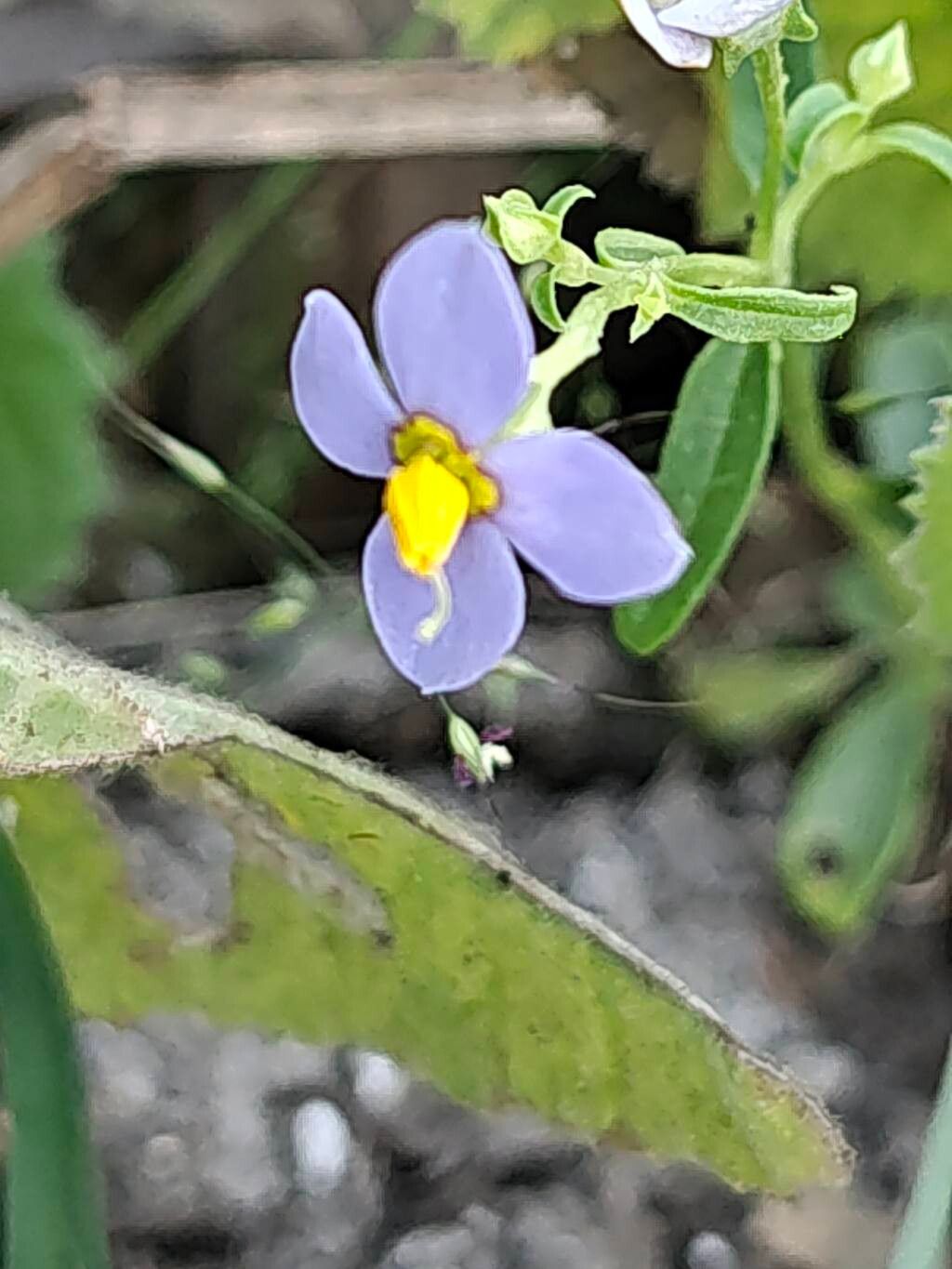 Exacum pedunculatum flower