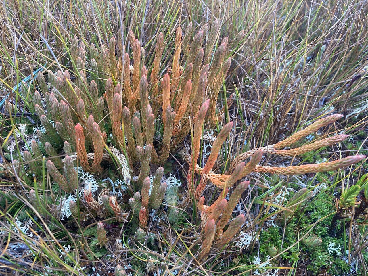 Huperzia crassa habit