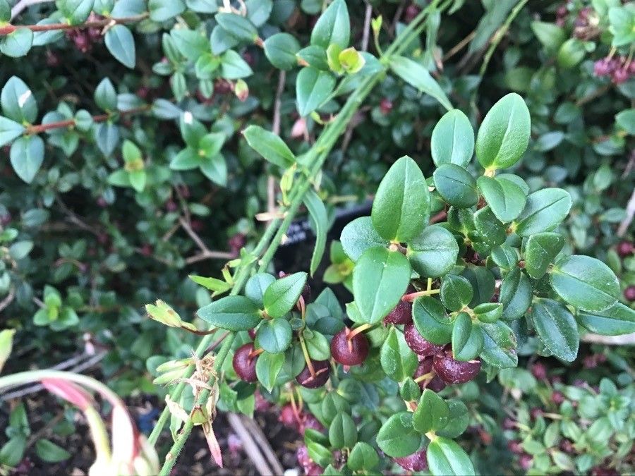 Ugni candollei — related species from the same genus