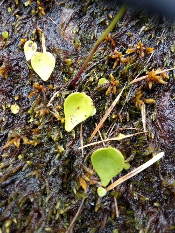 Utricularia geminiloba — houseplant care guide