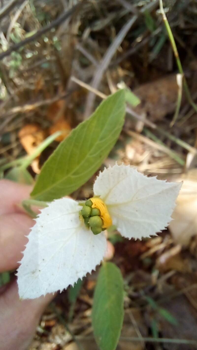 Dalechampia caperonioides fruit