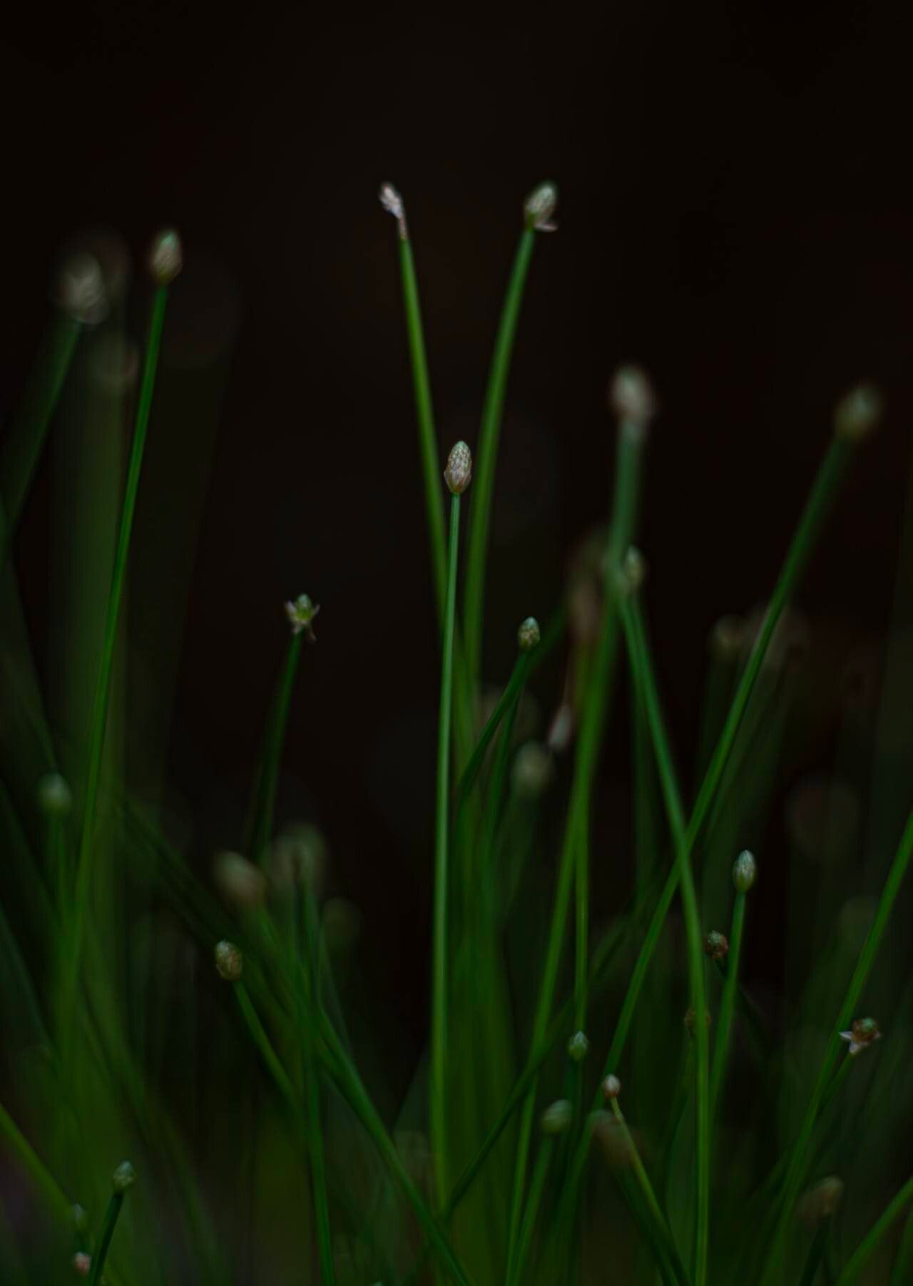 Eleocharis geniculata flower