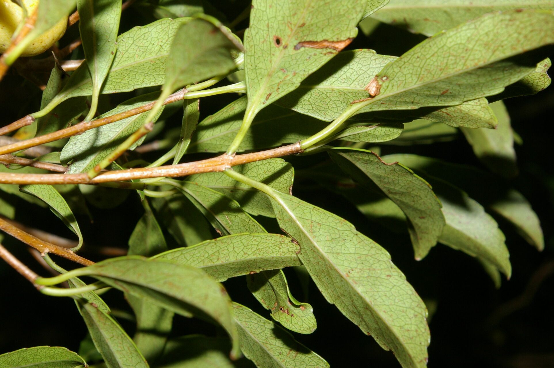 Elaeodendron xylocarpum — search result for 'Elaeodendron'