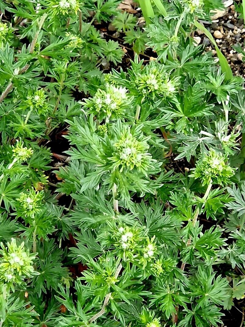 Potentilla pamirica — search result for 'Potentilla'
