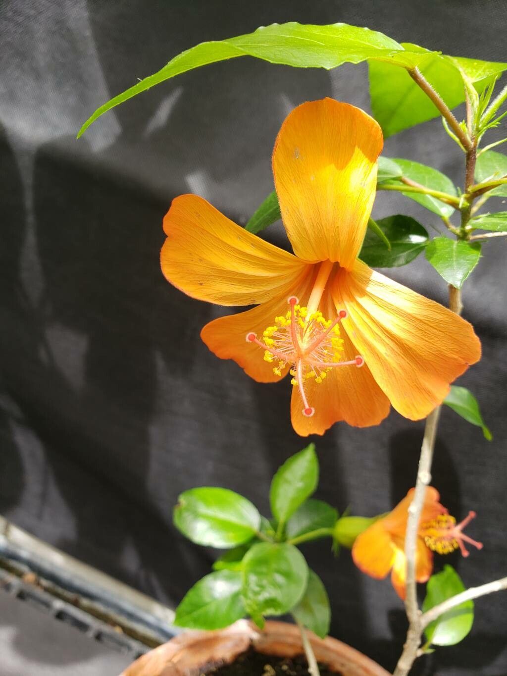 Hibiscus kokio flower