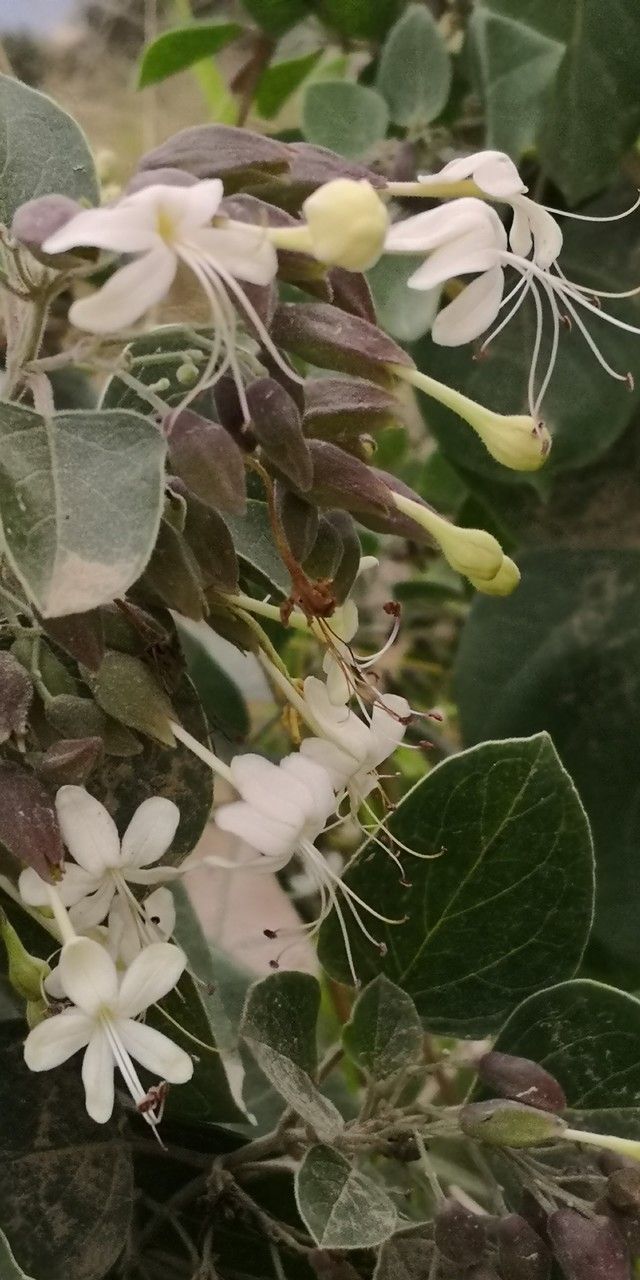 Styrax officinalis flower