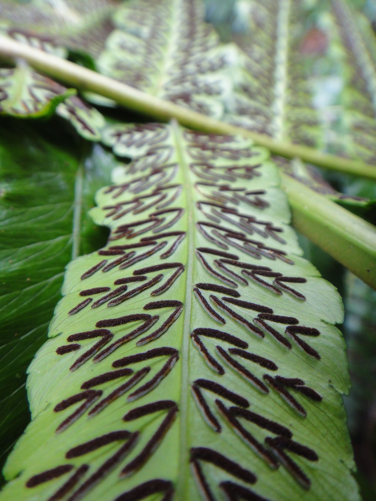 Diplazium echinatum leaf