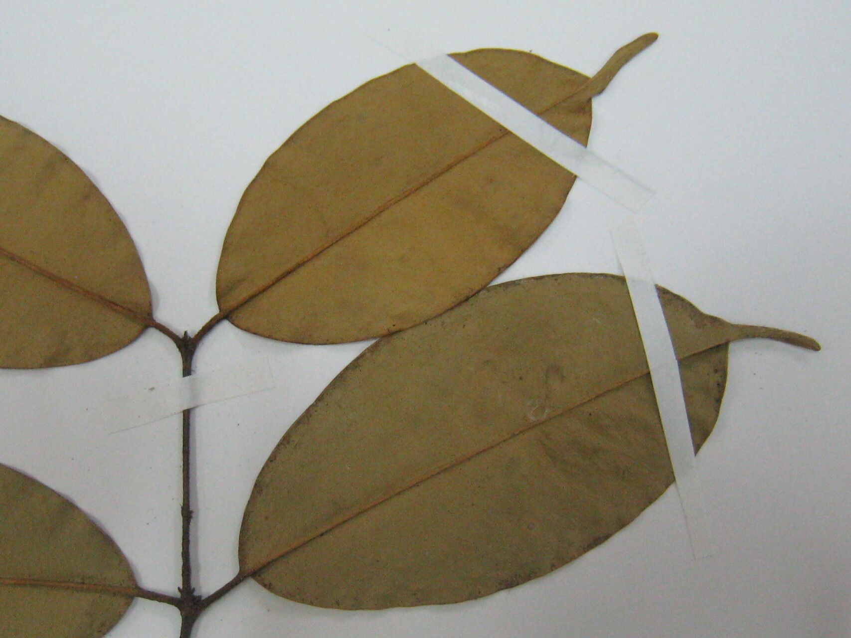 Eugenia macrocalyx — houseplant care guide