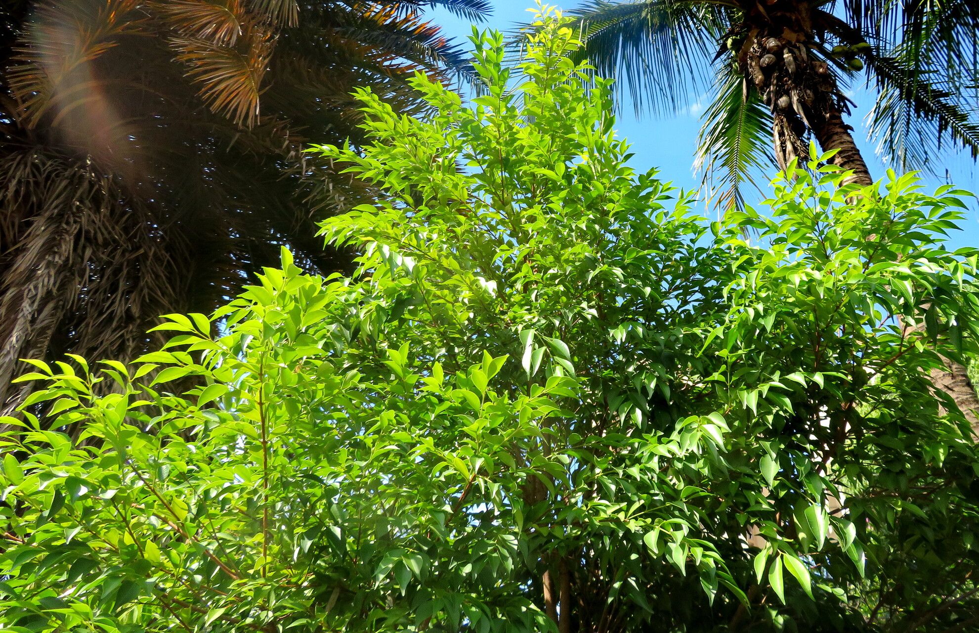 Eugenia ramboi habit