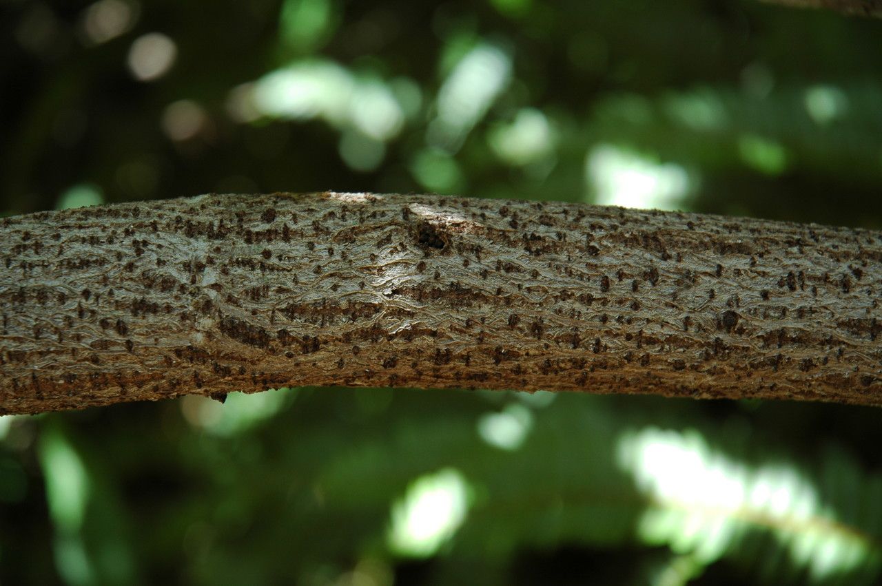Gossypium tomentosum bark