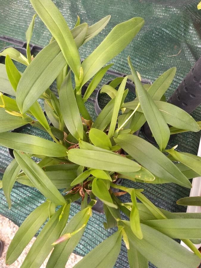 Paphiopedilum spicerianum — search result for 'Paphiopedilum'