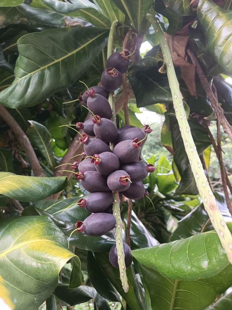 Barringtonia edulis fruit