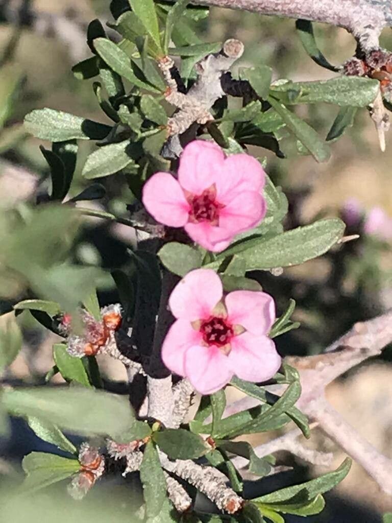 Prunus spp. — houseplant care guide