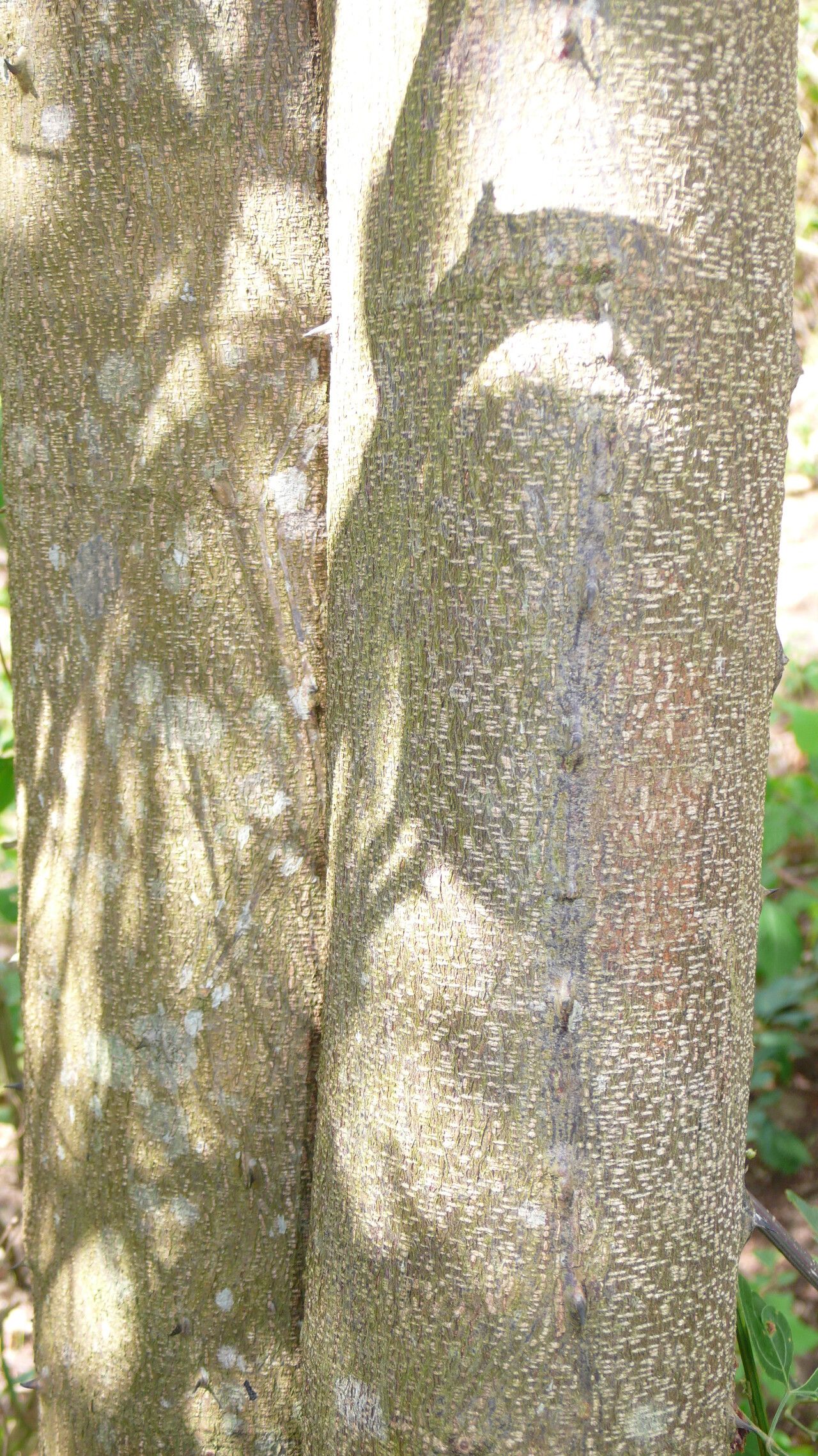 Piptadenia retusa bark
