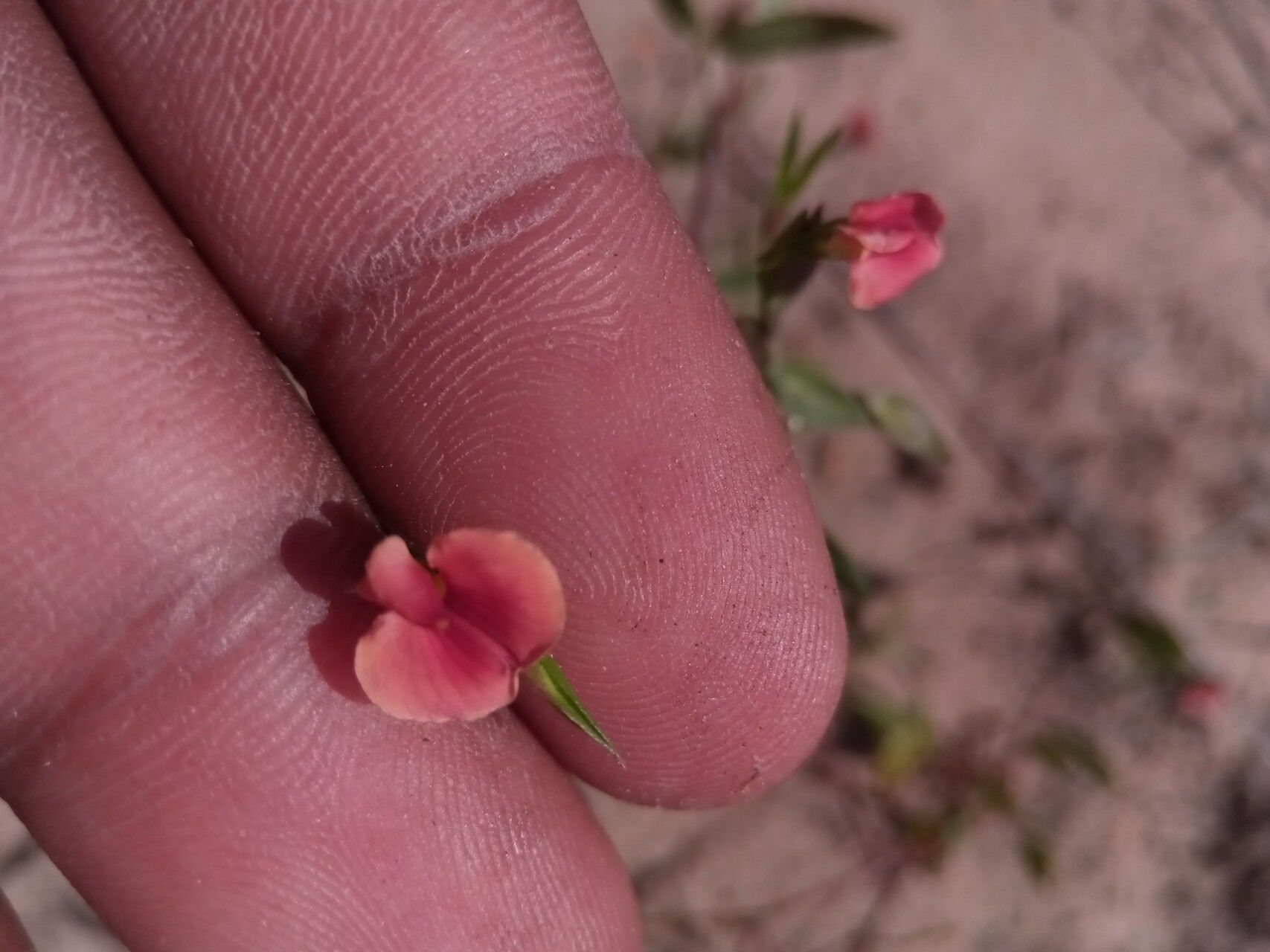Zornia puberula flower