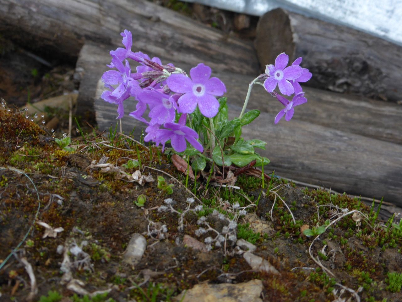 Primula minor flower