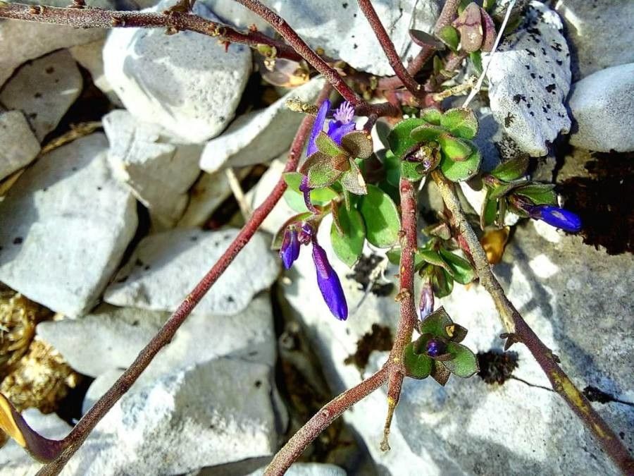 Polygala supina — houseplant care guide
