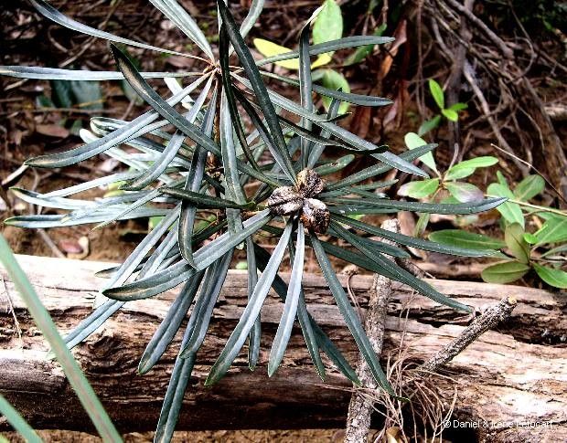 Pittosporum baudouinii habit