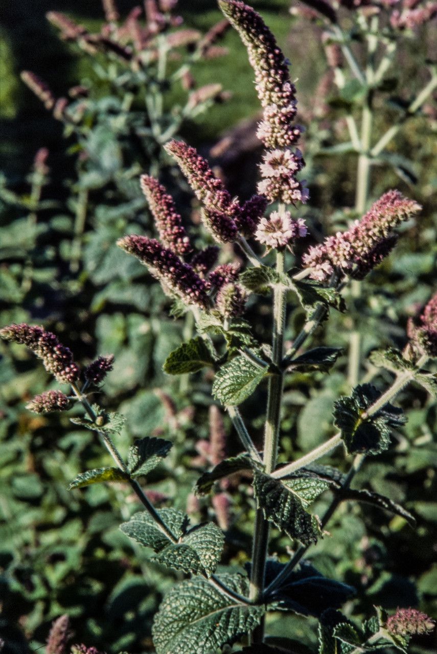 Mentha × villosa flower