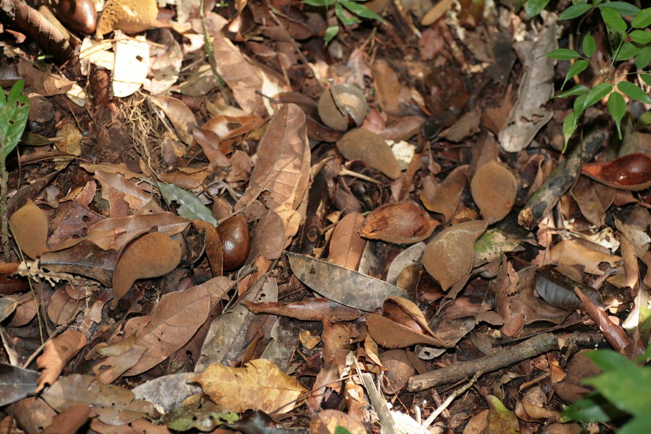 Vouacapoua americana fruit