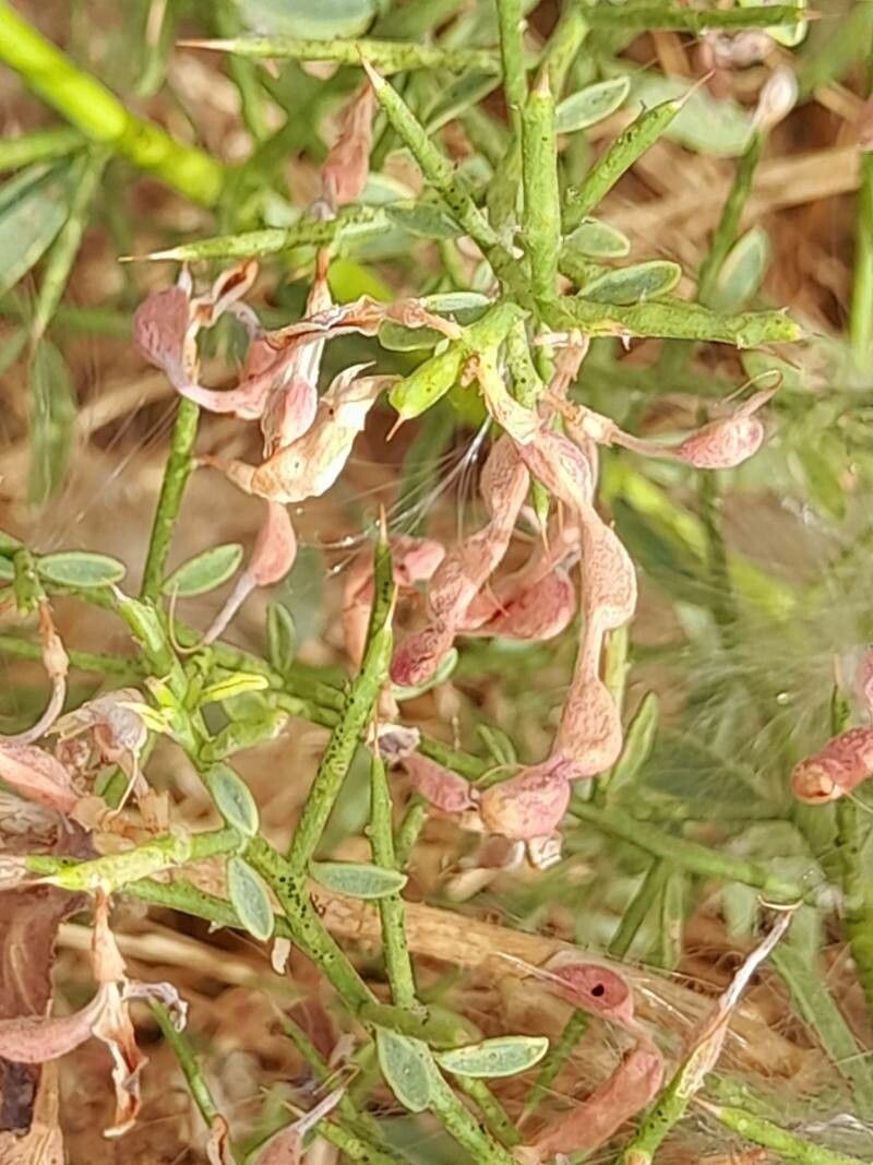Alhagi maurorum fruit