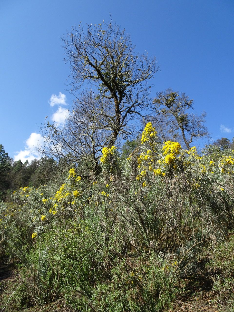 Senecio cinerarioides habit