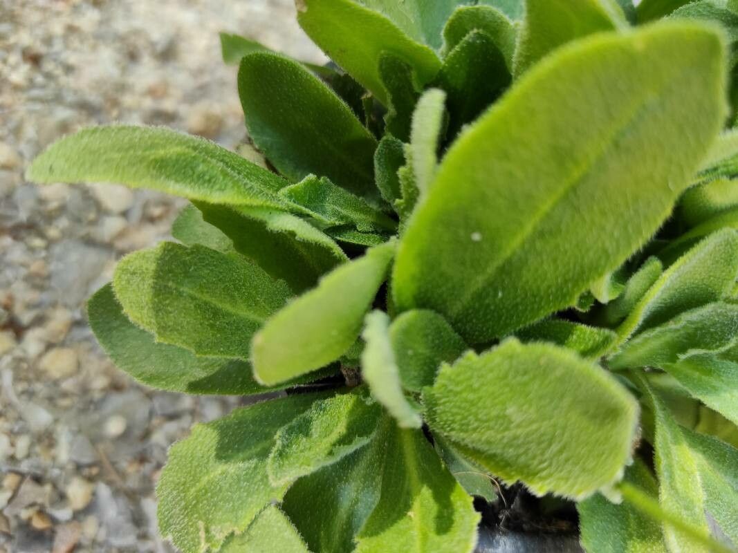 Arabis blepharophylla leaf