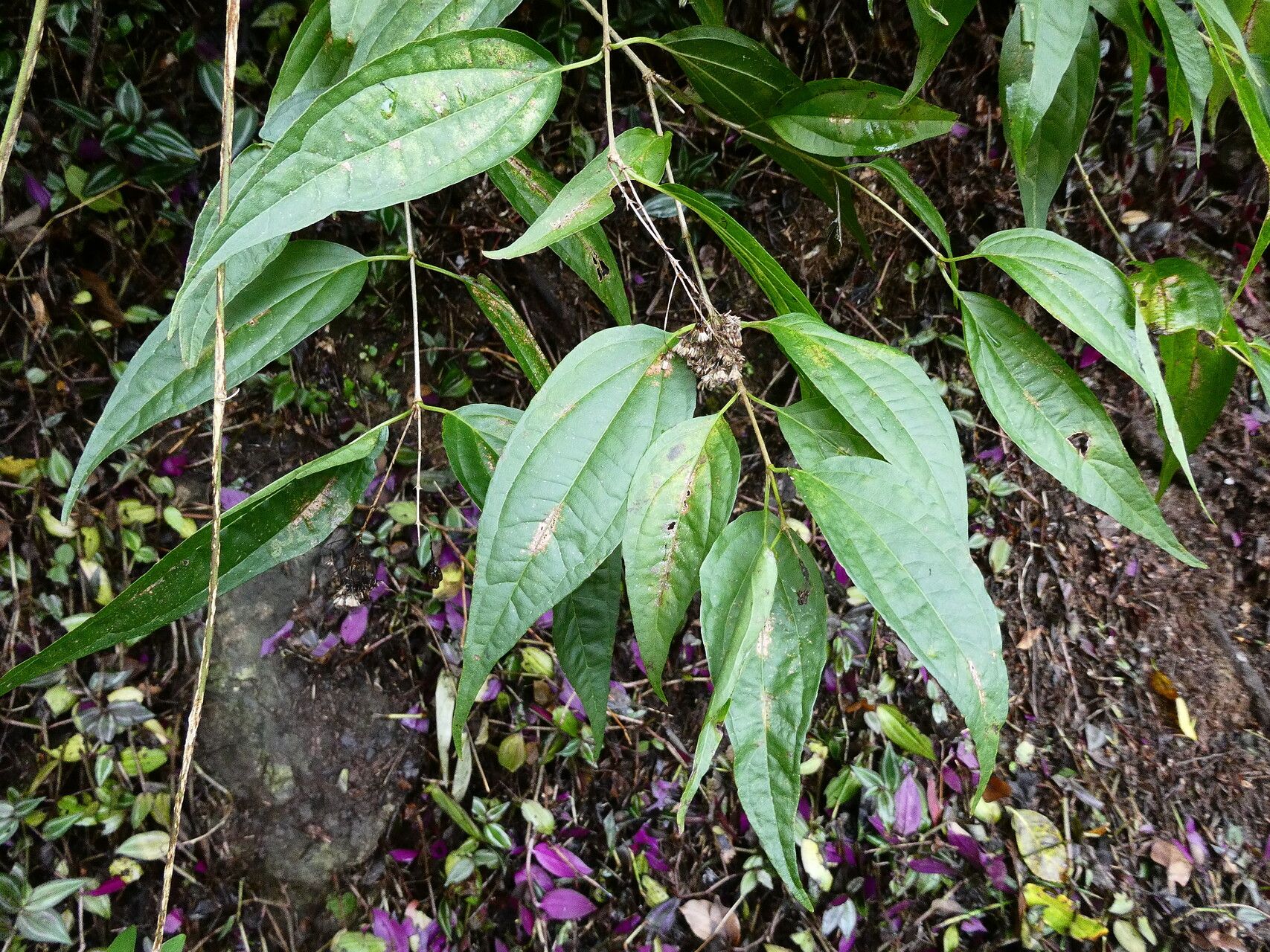 Koanophyllon celtidifolia — related species from the same genus