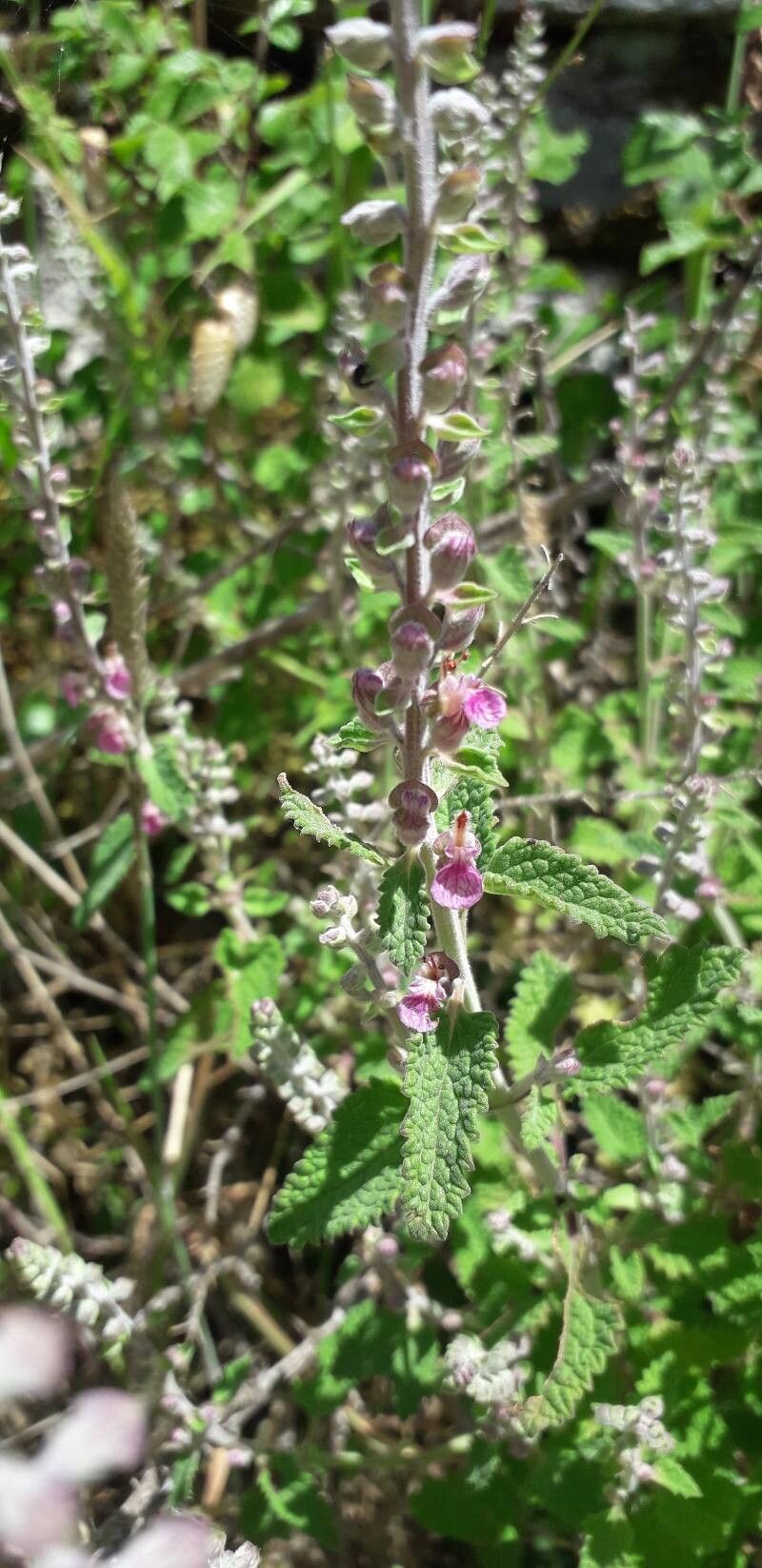 Teucrium massiliense flower