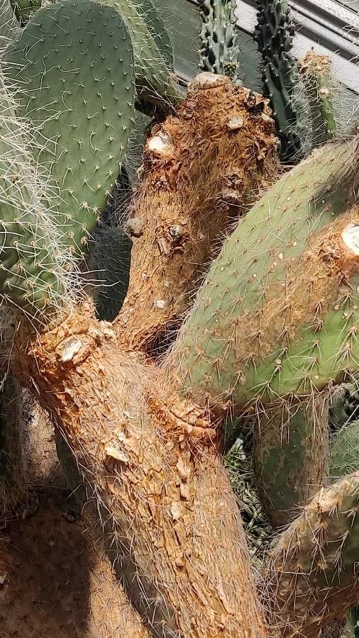 Opuntia pilifera bark