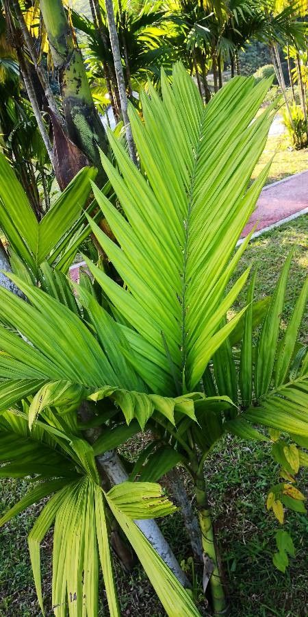 Areca triandra — search result for 'Arecaceae'