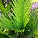 Areca triandra