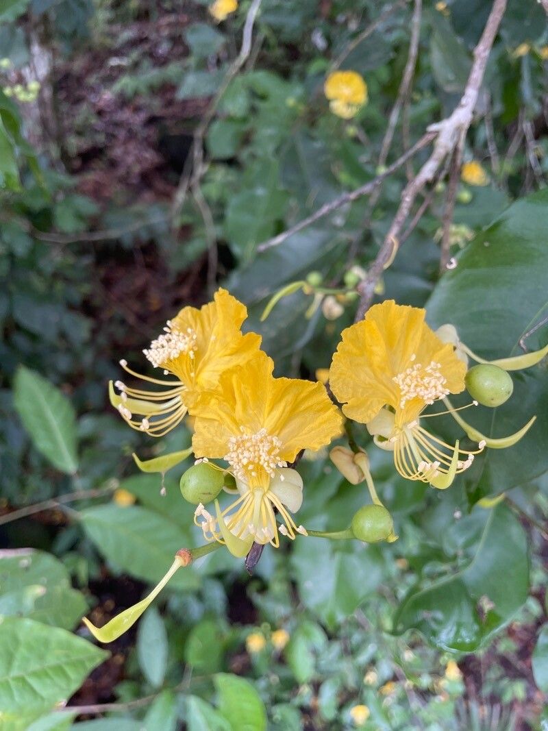 Swartzia guatemalensis flower