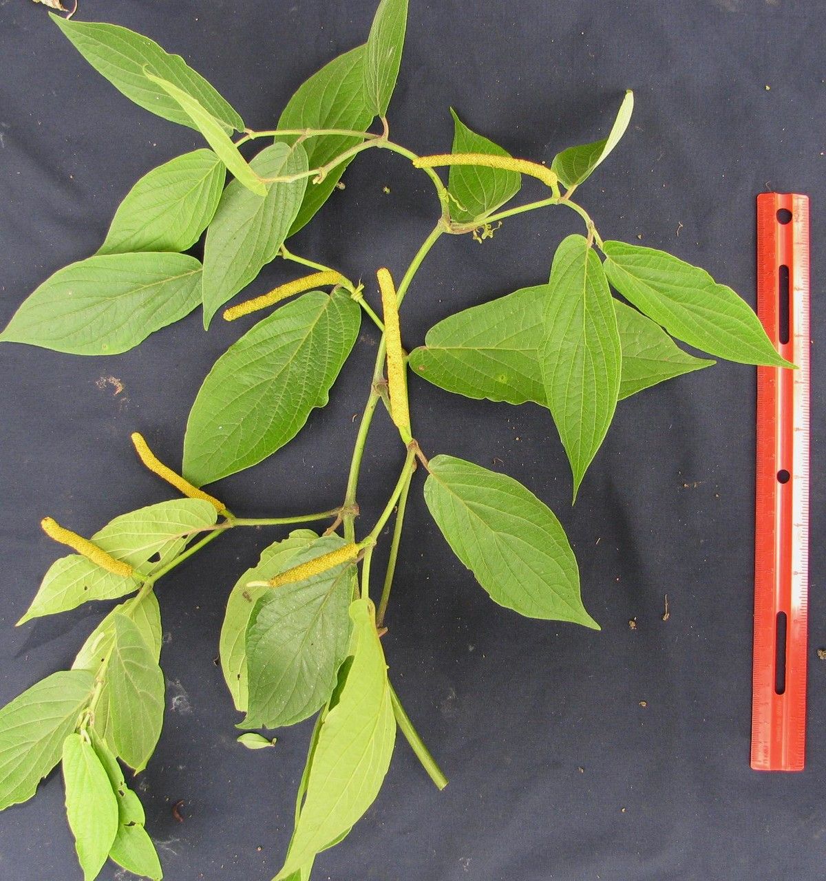 Piper pseudofuligineum other