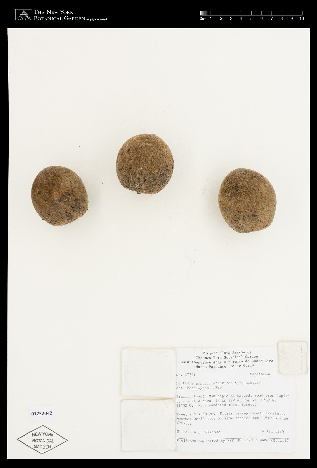 Pouteria crassiflora fruit